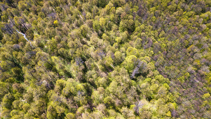 Aerial view of yellow trees in autumn
