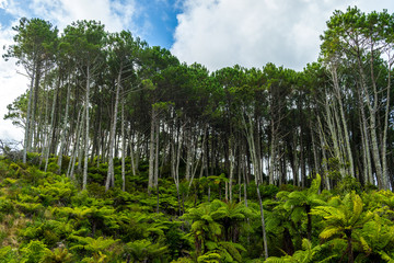 trees in forest