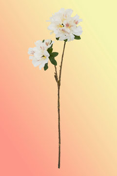 Fototapeta White flowers on colored background