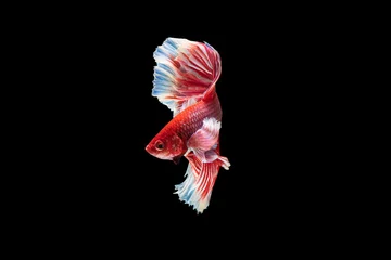 Selbstklebende Fototapeten The moving moment beautiful of red siamese betta fish or half moon betta splendens fighting fish in thailand on black background. Thailand called Pla-kad or dumbo big ear fish. © Soonthorn