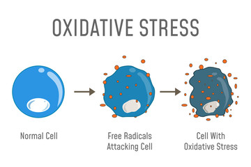Oxidative Stress Diagram - obrazy, fototapety, plakaty
