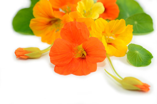 10 811 最適な ナスタチウム 画像 ストック写真 ベクター Adobe Stock