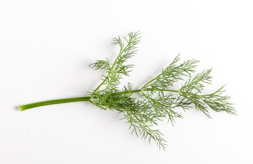 Sprig of dill on a white background.