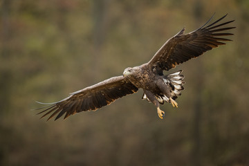 Fototapeta na wymiar Birds of prey - white-tailed eagle in flight (Haliaeetus albicilla)