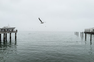 seagulls on pier