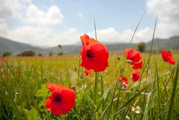 poppies in field