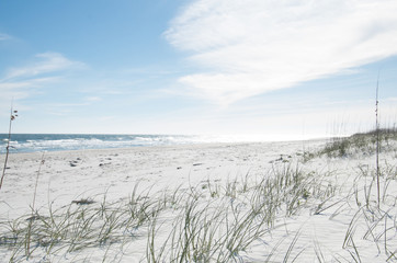 Gras on the Sunny Beach