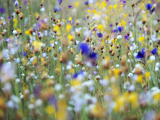 Beautiful grass flower in the field