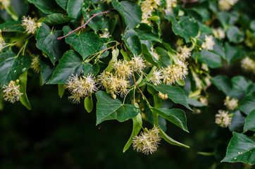 flowers of linden tree closeup