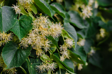 flowers of linden tree closeup
