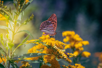 Orange butterfly on yellow flowers