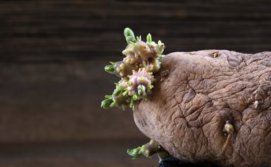germinated potatoes