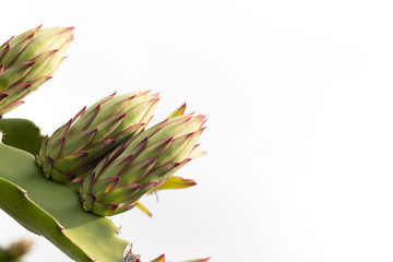 Pitahaya flower on plant, Patahaya tree or dragon fruit tree on agriculture field, Close up to...
