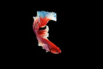 Foto op Plexiglas Het ontroerende moment mooi van rode siamese betta vis of halve maan betta splendens vechten vis in thailand op zwarte achtergrond. Thailand noemde Pla-kad of dumbo big ear fish. © Soonthorn