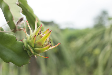Dragon fruit on plant, Raw Pitaya fruit on tree, A pitaya or pitahaya is the fruit of several...