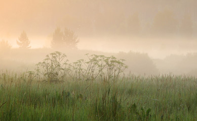 Fototapeta na wymiar fog in the field at sunrise