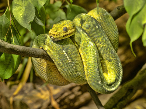 Green Tree Python, Chondropython viridis in a typical position, twisted on a branch