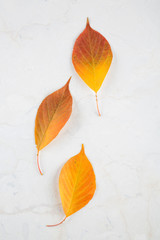 Autumn leaves on white table. Collection of Autumn