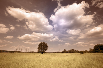 Fototapeta premium tree in the field