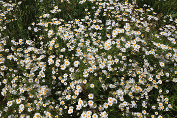 daisies in a field