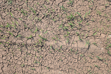 dry cracked earth
