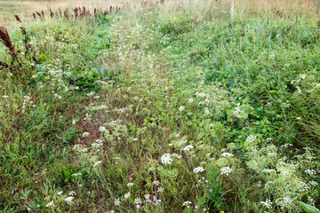 Obraz premium Background of blooming field of grass