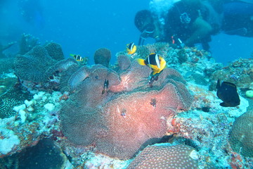 Favolose Fiji © androse