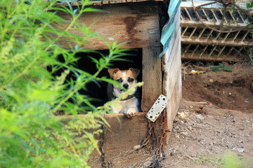 little dog on a chain
