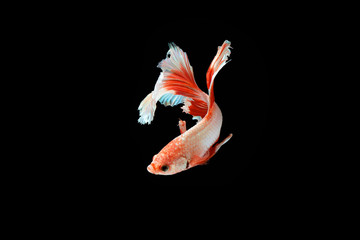 The moving moment beautiful of siamese betta fish or splendens fighting fish in thailand on black background. Thailand called Pla-kad or biting fish.