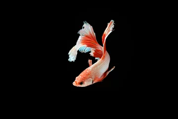 Outdoor kussens The moving moment beautiful of siamese betta fish or splendens fighting fish in thailand on black background. Thailand called Pla-kad or biting fish. © Soonthorn