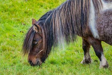 Shetland pony at Scotland, Shetland Islands