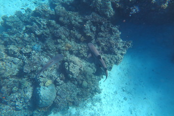 Favolose Fiji © androse