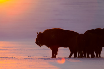 European bison - Bison bonasus in the Knyszyn Forest (Poland)