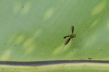 Close up of Long-legged fly