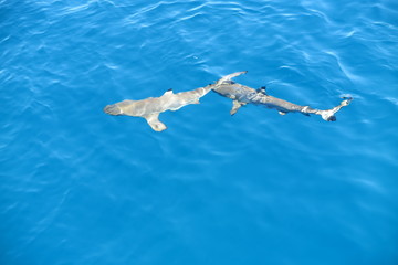Favolose Fiji