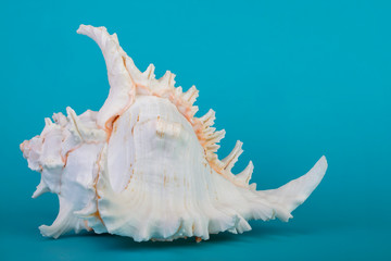 Big cockleshell on a blue background.Beautiful sea shell.