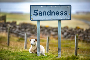 Shetland sheep at Shetland Islands