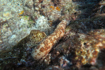 Favolose Fiji