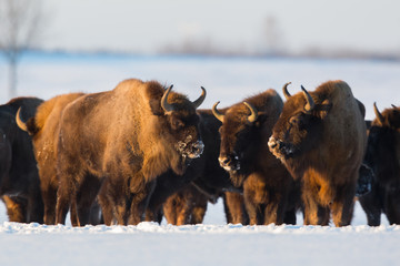 European bison - Bison bonasus in the Knyszyn Forest (Poland)
