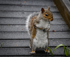 Squirrel standing on pathway, scratching chest and blocking the way