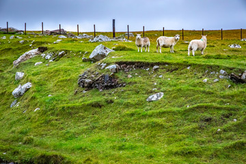 Shetland sheep at Shetland Islands