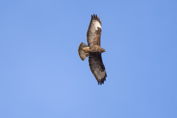 European buzzard flying in front of a blue sky