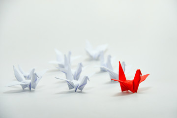 Close up red bird leading among white, Leadership concept, Organization moving forward.