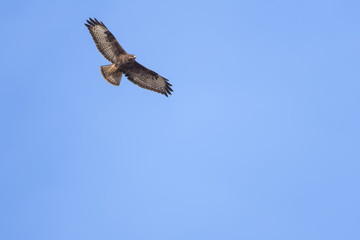 European buzzard flying in front of a blue sky