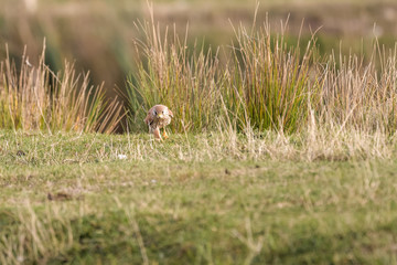 Obraz na płótnie Canvas European kestrel catching a cricket in a field