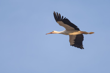 European white stork flying in front of a blue sky