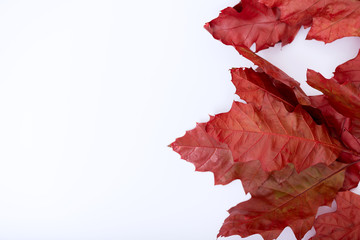 Herbst Ahorn Laub rote getrocknete Blätter auf weißem HIntergrund für Homepage produkt Banner