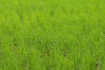 Paddy field on autumn