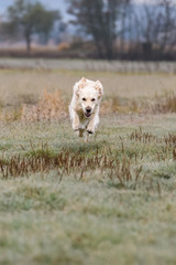 Obraz premium Female Golden Retriever running in a field
