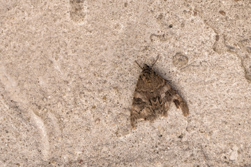 Moth sitting on an old wall